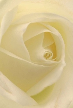 This intimate view of a flawless cream-white rose draws you into the very soul of Golders Green's storied gardens. Each petal gleams with subtle undertones of ivory and the faintest suggestion of gold, layered in a perfect spiral that invites closer inspection. There's a luxurious softness to the petals-velvety and almost translucent-captured in the gentle, ambient light that might drift through a window near Hampstead Heath. Light nestles in every curve, creating a tranquil interplay of depths and highlights that lend the blossom a unique depth. The fragrant air is almost tangible, filling the senses with the pure grace that this rose radiates. This image conjures the calm before celebration: the quiet anticipation of a wedding, a heartfelt anniversary, or a meaningful reconciliation. It's a testament to the delicate skill of Golders Green's florists, who expertly weave tradition and artistry into every bouquet. Thoughtful delivery across Golders Green ensures that moments of comfort, gratitude, and remembrance are never without the perfect floral gesture.